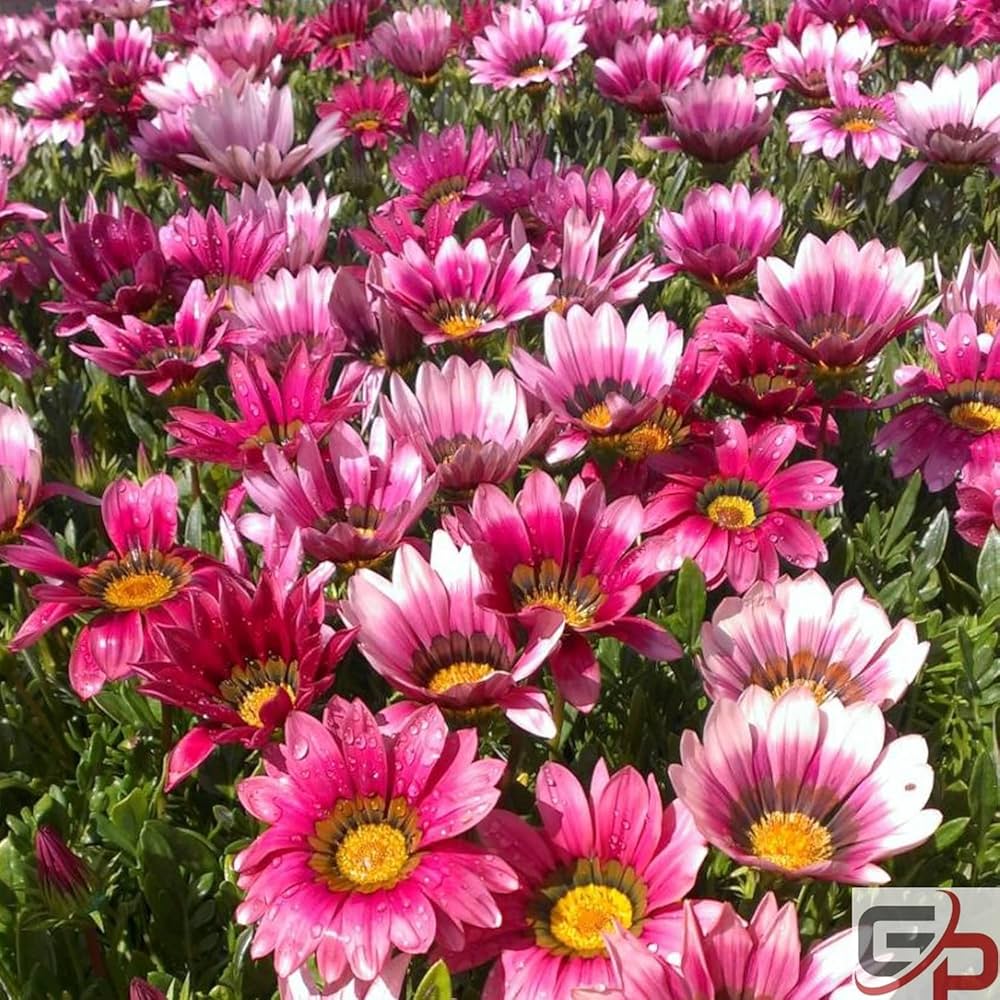 African Daisy Arctotis Rollier Seeds for Planting Flower Bed Dry Garden
