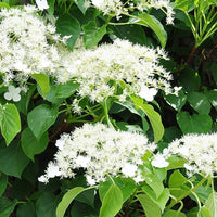 Hydrangea Bonsai Seeds, Viburnum Garden Flowers for Home Garden