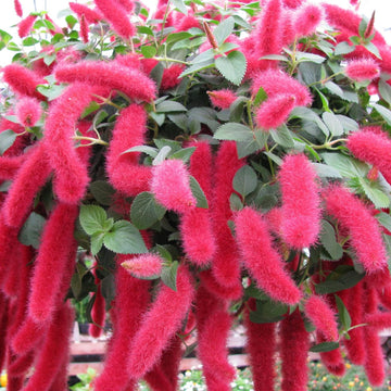 Pink Acalypha Chenille Flower seeds for Planting - Pollinator Friendly, Heirloom & GMO Free Seeds for Home Garden