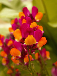 Linaria Flamenco Bi-Color Seeds – Reticulata Perennial Wildflower Blooms