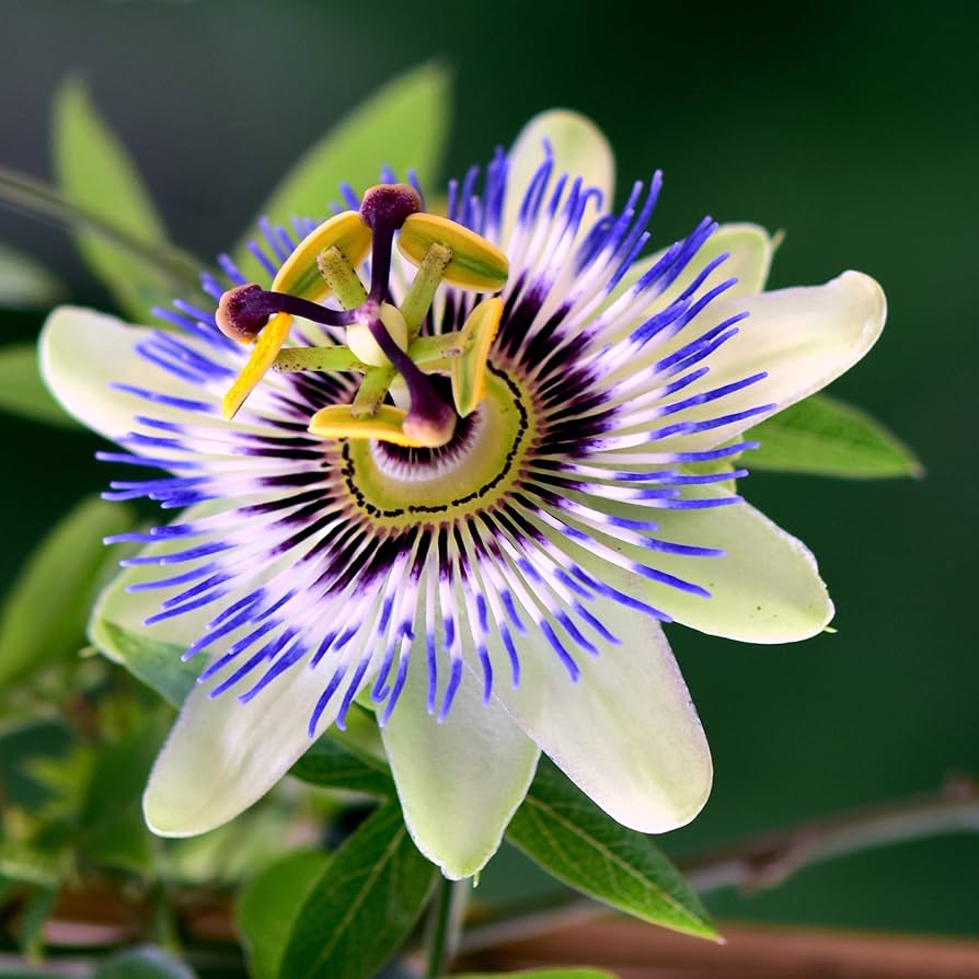 Sky Blue White Passion Flower seeds for Planting Fragrant Blossoms Heirloom & GMO Free Seeds for Home Garden