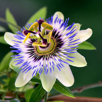 Sky Blue White Passion Flower seeds for Planting Fragrant Blossoms Heirloom & GMO Free Seeds for Home Garden