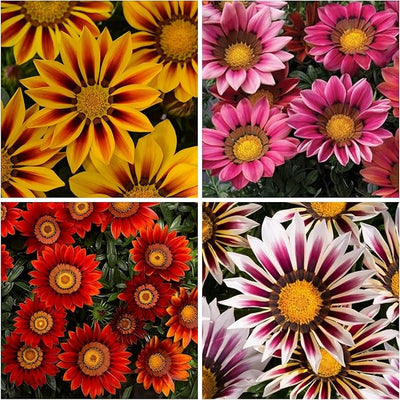 100 Pcs