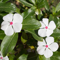Nana Vinca Little Bright Eyes Flower Seeds