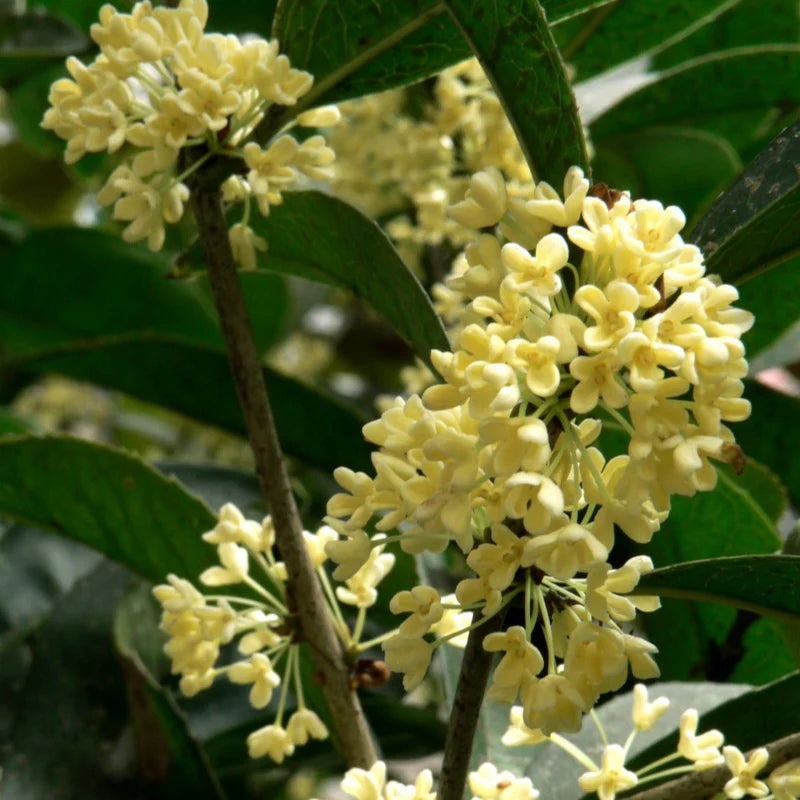 Heirloom Osmanthus Flower seeds for Planting Cottage Garden Essential Heirloom & GMO Free Seeds for Home Garden
