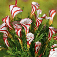 Candy Cane Sorrel Seeds for Planting  Vibrant, Easy-to-Grow Perennial Garden Plant