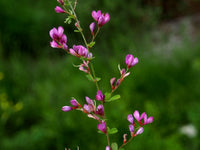 Lespedeza Flower seeds for Planting Cottage Garden Essential Heirloom & GMO Free Seeds for Home Garden
