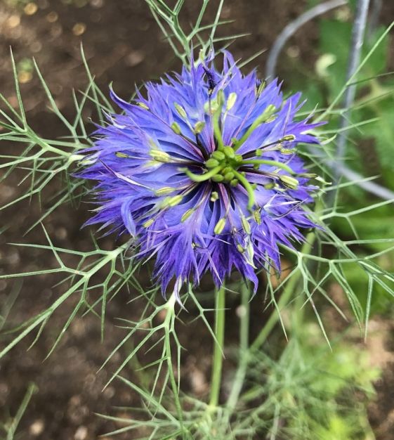 Nigella Persian Flower seeds for Planting - Wildflower Mix, Heirloom & GMO Free Seeds for Home Garden