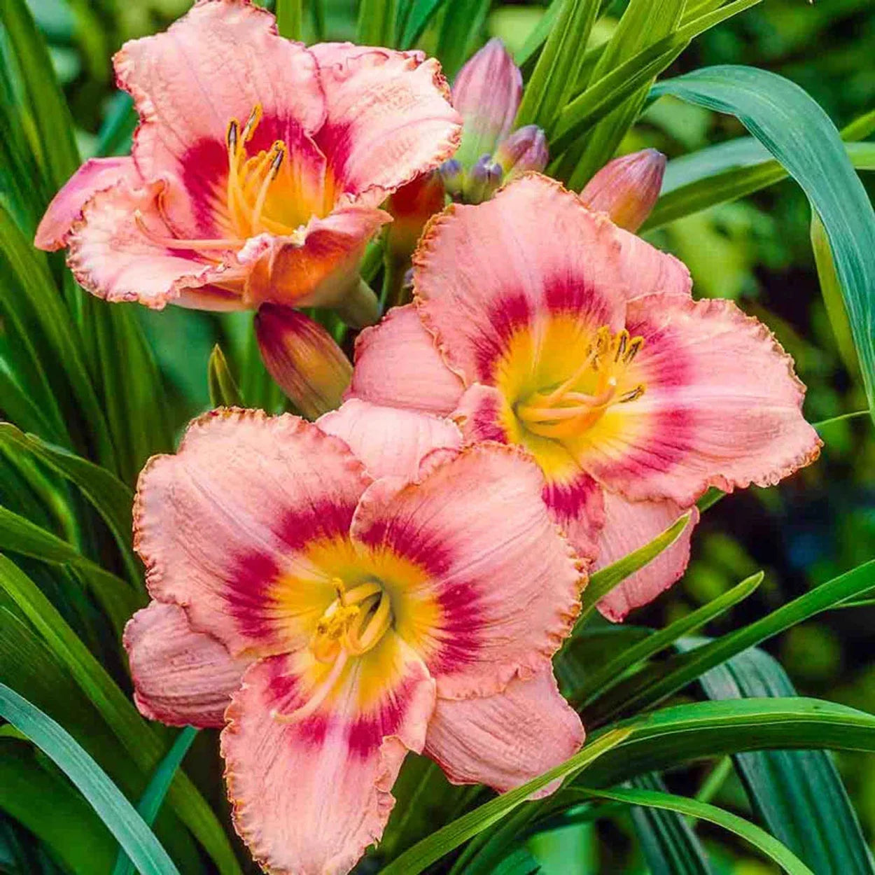 Daylily Reblooming Flower seeds for Planting Fragrant Blossoms Heirloom & GMO Free Seeds for Home Garden