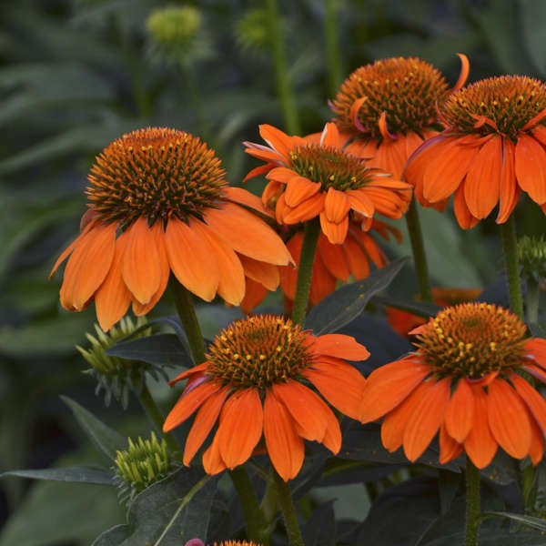Orange Echinacea Flower seeds for Planting Pollinator Friendly Heirloom & GMO Free Seeds for Home Garden