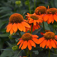 Orange Echinacea Flower seeds for Planting Pollinator Friendly Heirloom & GMO Free Seeds for Home Garden