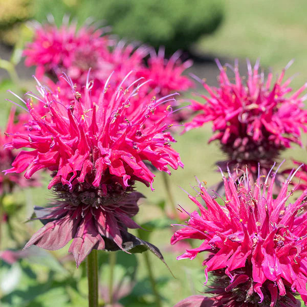 Pink Monarda Flower seeds for Planting - Vibrant Colors, Heirloom & GMO Free Seeds for Home Garden
