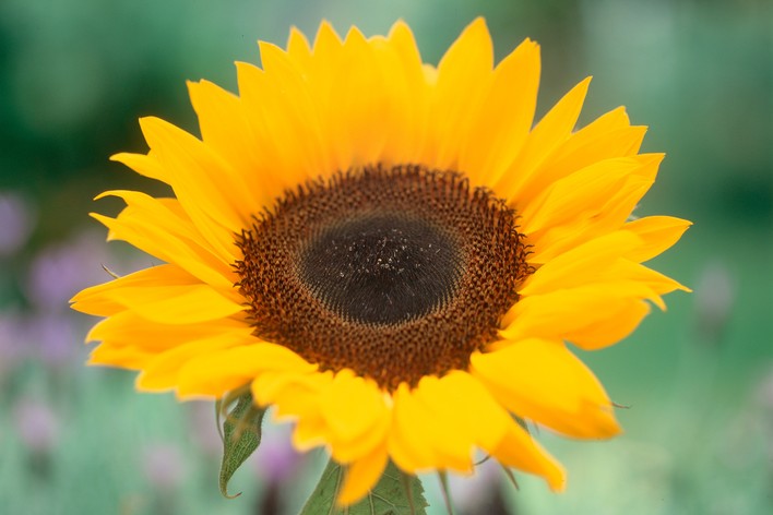 Helianthus Annuus Flower seeds for Planting Vibrant Colors Heirloom & GMO Free Seeds for Home Garden