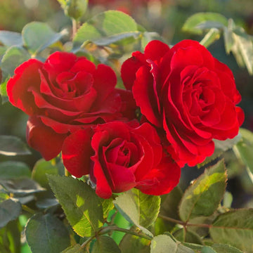 Rose Flower seeds for Planting Low Maintenance Heirloom & GMO Free Seeds for Home Garden