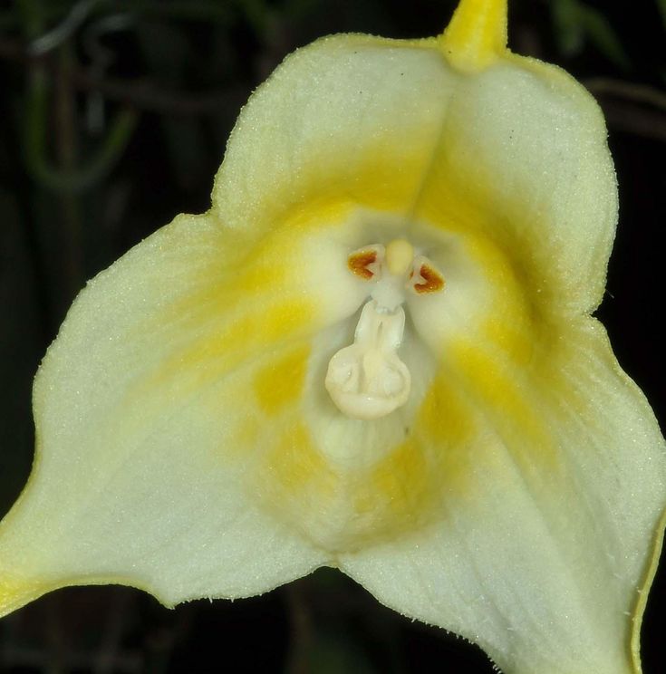 Green Monkey Face Orchids Flower seeds for Planting - Sun Loving, Heirloom & GMO Free Seeds for Home Garden
 
 Sale