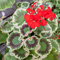 Geranio de Hojas Flower seeds for Planting - Perfect for Borders, Heirloom & GMO Free Seeds for Home Garden