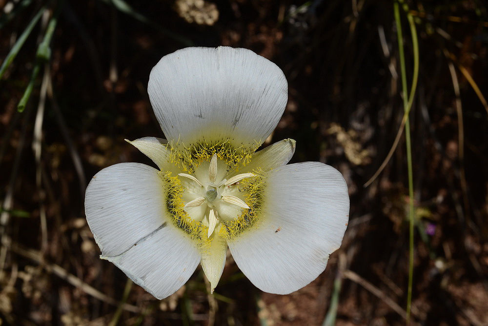 Gunnisonii Flower seeds for Planting Sun Loving Heirloom & GMO Free Seeds for Home Garden
 
 Sale