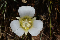 Gunnisonii Flower seeds for Planting Sun Loving Heirloom & GMO Free Seeds for Home Garden
 
 Sale