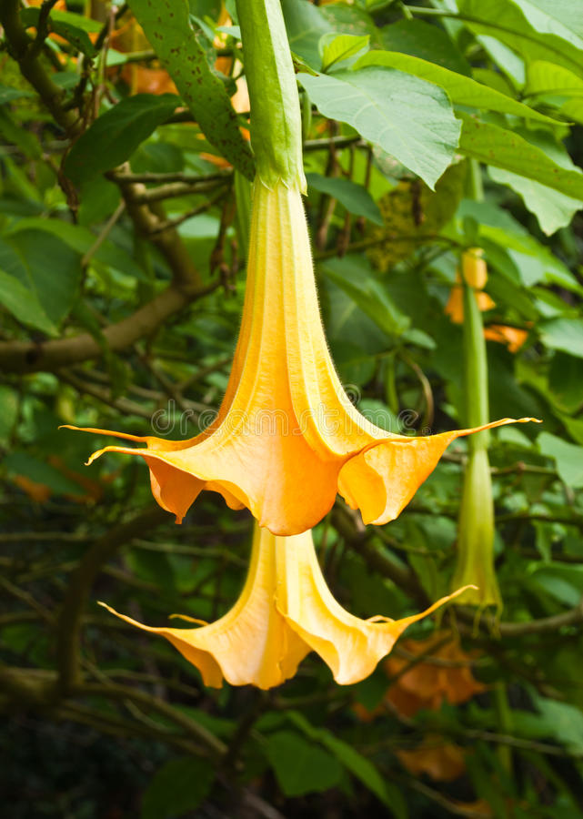 Yellow Dhatura Flower seeds for Planting Pollinator Friendly Heirloom & GMO Free Seeds for Home Garden 
 
 Sale