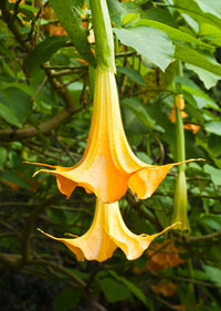 Yellow Dhatura Flower seeds for Planting Pollinator Friendly Heirloom & GMO Free Seeds for Home Garden 
 
 Sale