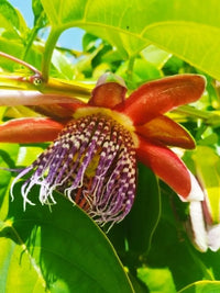 Giant Granadilla (Passiflora Quadrangularis) Red Passion Flower Vine Seeds - Yellow Fruit