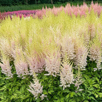 Yellow Astilbe Flower seeds for Planting - Pollinator Friendly, Heirloom & GMO Free Seeds for Home Garden