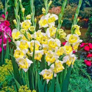 Yellow White Gladiolus Flower seeds for Planting Compact Growth Heirloom & GMO Free Seeds for Home Garden