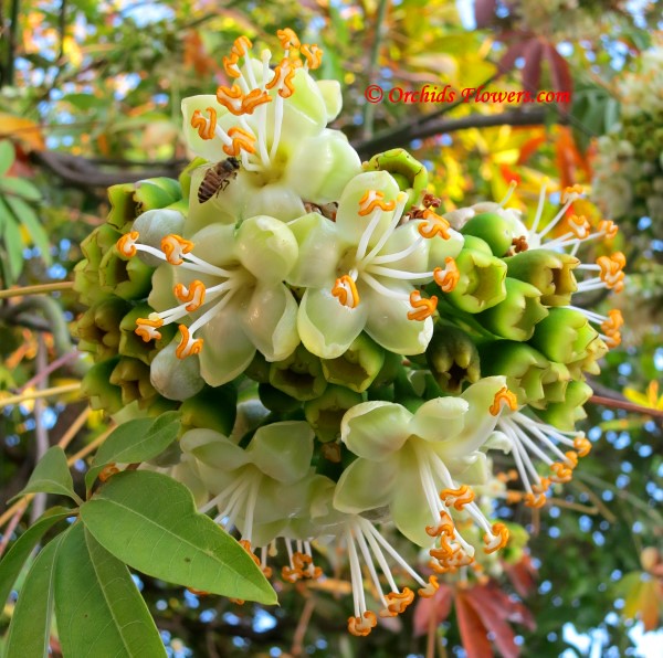 Green Ceiba Pentandra Flower seeds for Planting - Perfect for Borders, Heirloom & GMO Free Seeds for Home Garden
 
 Sale