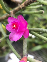 Hatiora Flower seeds for Planting Fragrant Blossoms Heirloom & GMO Free Seeds for Home Garden 
 
 Sale