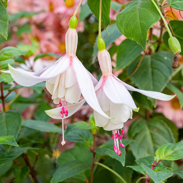 Fuchsias Flower seeds for Planting - Hardy Variety, Heirloom & GMO Free Seeds for Home Garden