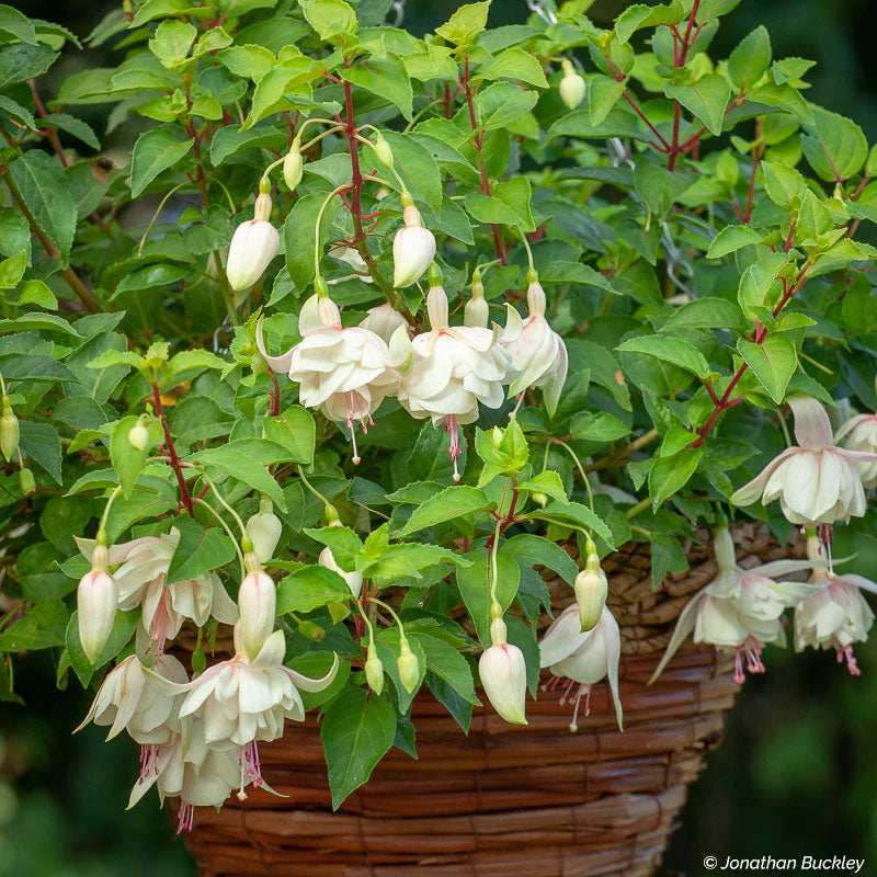 Green White Fuchsia Seeds for Planting, Heirloom Non-GMO Flowers for Home Garden