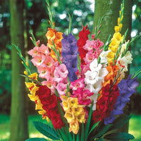 Gladiolus Bulbs Flower seeds for Planting Low Maintenance Heirloom & GMO Free Seeds for Home Garden