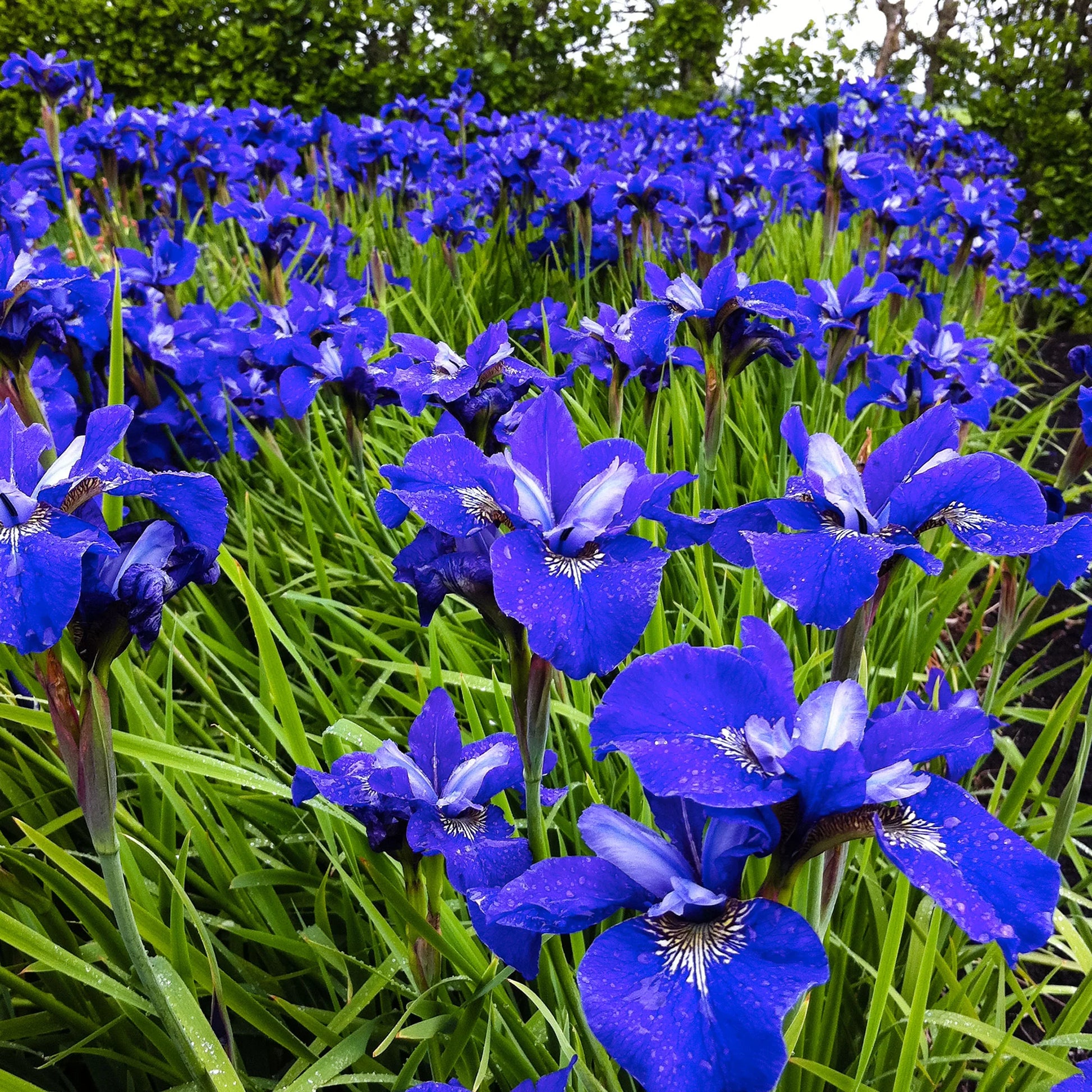 Blue Iris Seeds for Planting