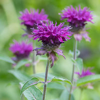 Purple Monarda Didyma Flower seeds for Planting - Garden Favorite, Heirloom & GMO Free Seeds for Home Garden