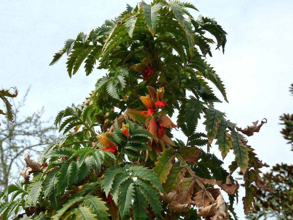 Melianthus Comosus Flower seeds for Planting Hardy Variety Heirloom & GMO Free Seeds for Home Garden
