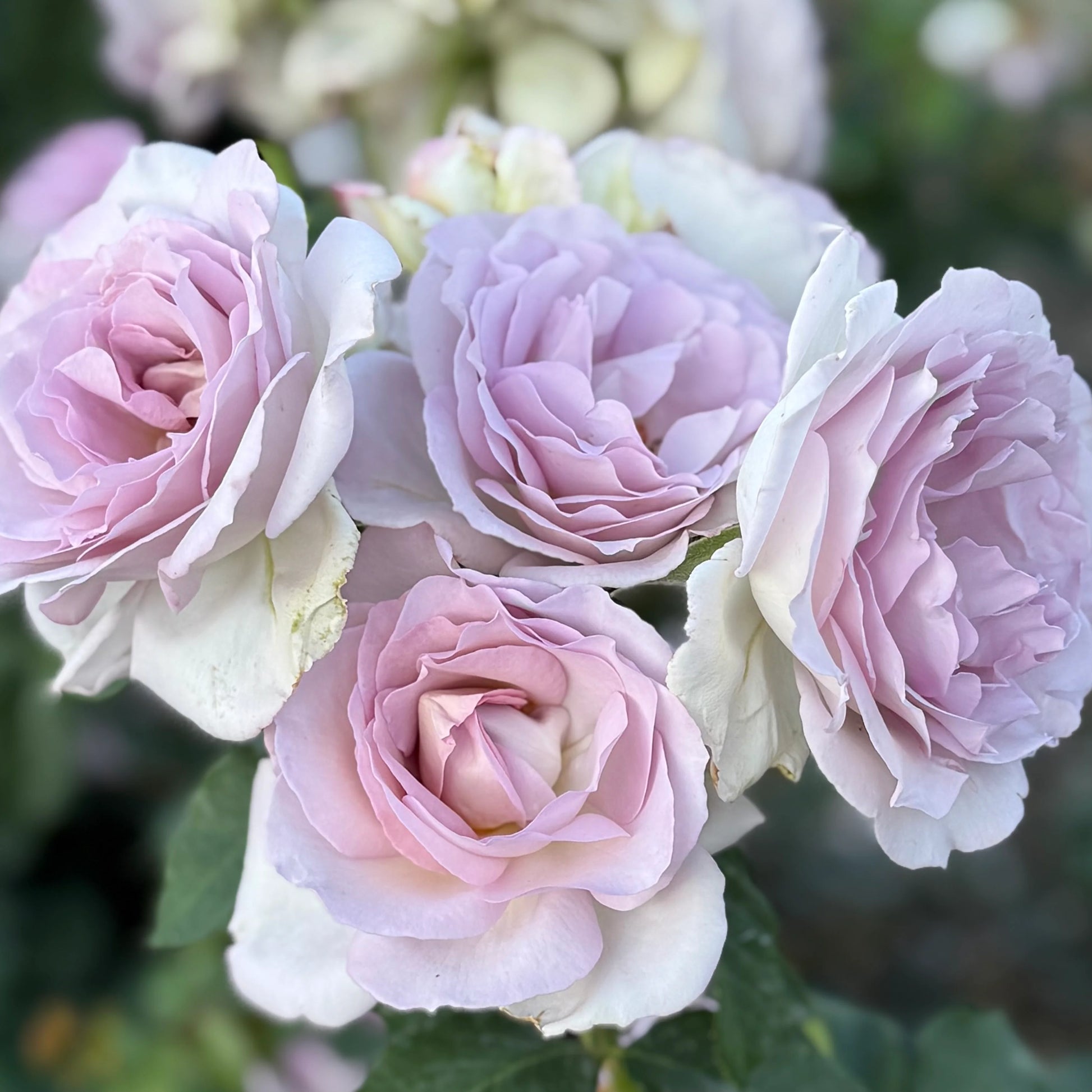 Sterling Silver Rose Flower seeds for Planting Sun Loving Heirloom & GMO Free Seeds for Home Garden
