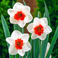 Red Daffodils Flower seeds for Planting Low Maintenance Heirloom & GMO Free Seeds for Home Garden 
 
 Sale