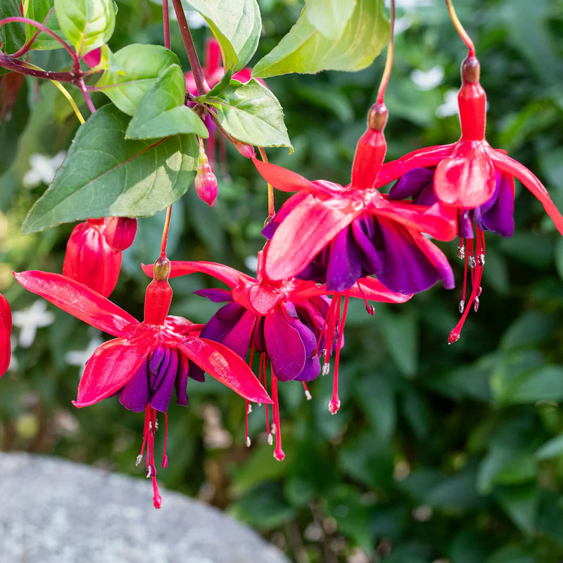 Double Petals Fuchsia Seeds for Planting | Cream Red Flower Seeds for Vibrant Gardens