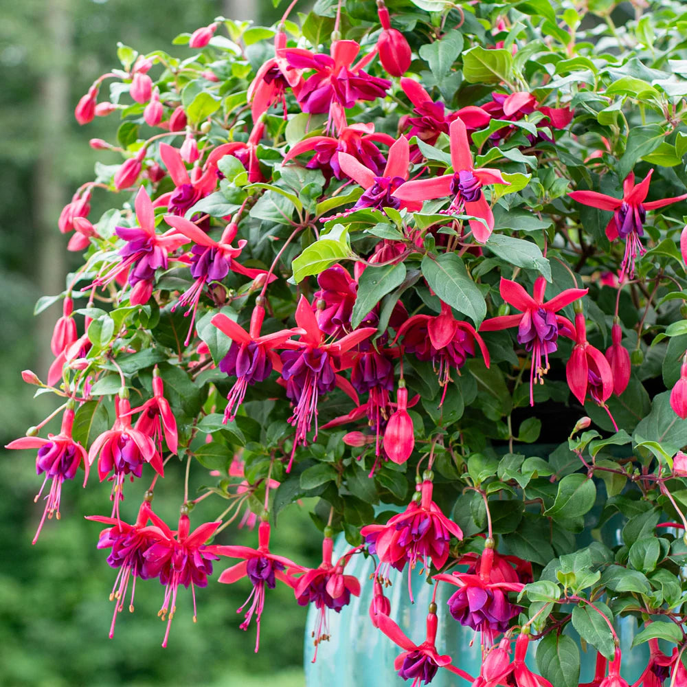 Pink Fuchsia Flower Seeds for Spring Planting