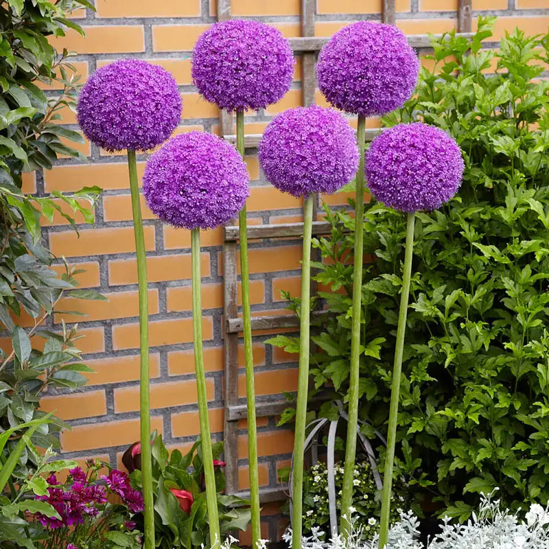 Giant Allium Giganteum Seeds for Planting home garden flower bed