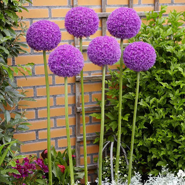 Giant Allium Giganteum Seeds for Planting home garden flower bed