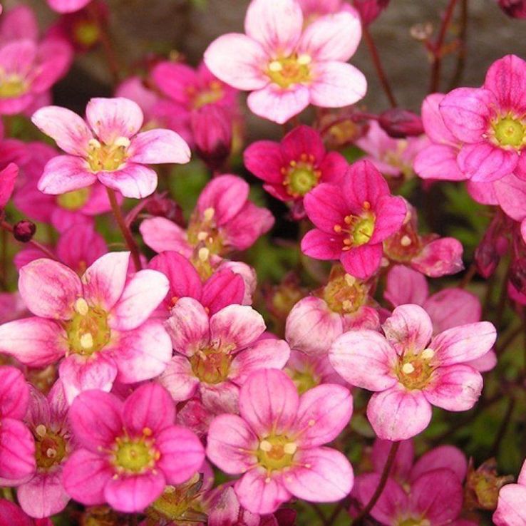 Heirloom Saxifraga Mossy Flower seeds for Planting Low Maintenance Heirloom & GMO Free Seeds for Home Garden