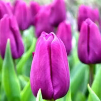 Tulip Flower Seeds Collection for Elegant Garden Planting