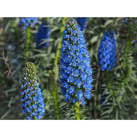 Blue Fastuosum Flower seeds for Planting - Easy to Grow, Heirloom & GMO Free Seeds for Home Garden