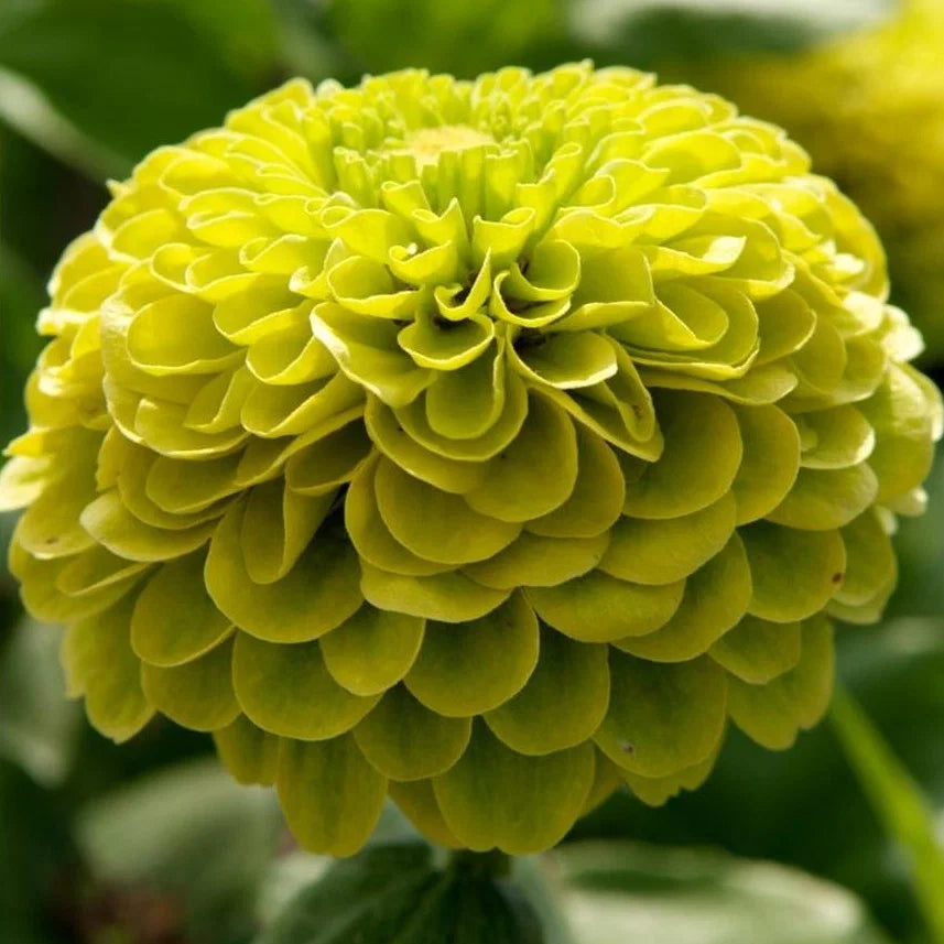 Green Zinnia Envy Chartruse Double Selection Seeds for Vibrant Garden Flowers