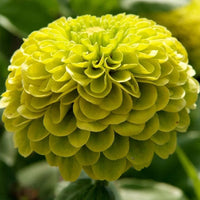 Green Zinnia Envy Chartruse Double Selection Seeds for Vibrant Garden Flowers