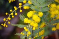 Acacia Baileyana Flower seeds for Planting Bright Blooms Heirloom & GMO Free Seeds for Home Garden 
 
 Sale