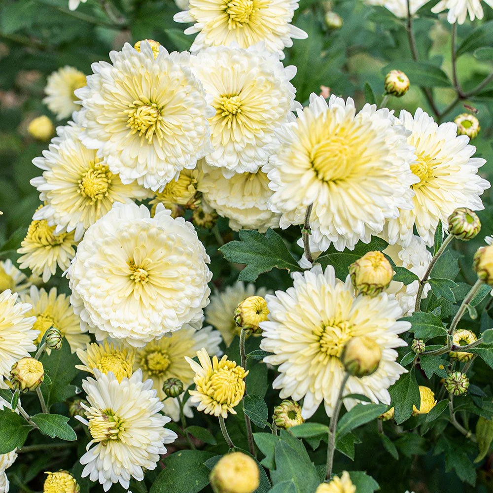 White Yellow Chrysanthemum Flower seeds for Planting - Bright Blooms, Heirloom & GMO Free Seeds for Home Garden