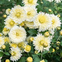 Yellow White Chrysanthemum Flower seeds for Planting - Hardy Variety, Heirloom & GMO Free Seeds for Home Garden