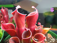 Red Heliamphora Pulchella Flower seeds for Planting - Hardy Variety, Heirloom & GMO Free Seeds for Home Garden